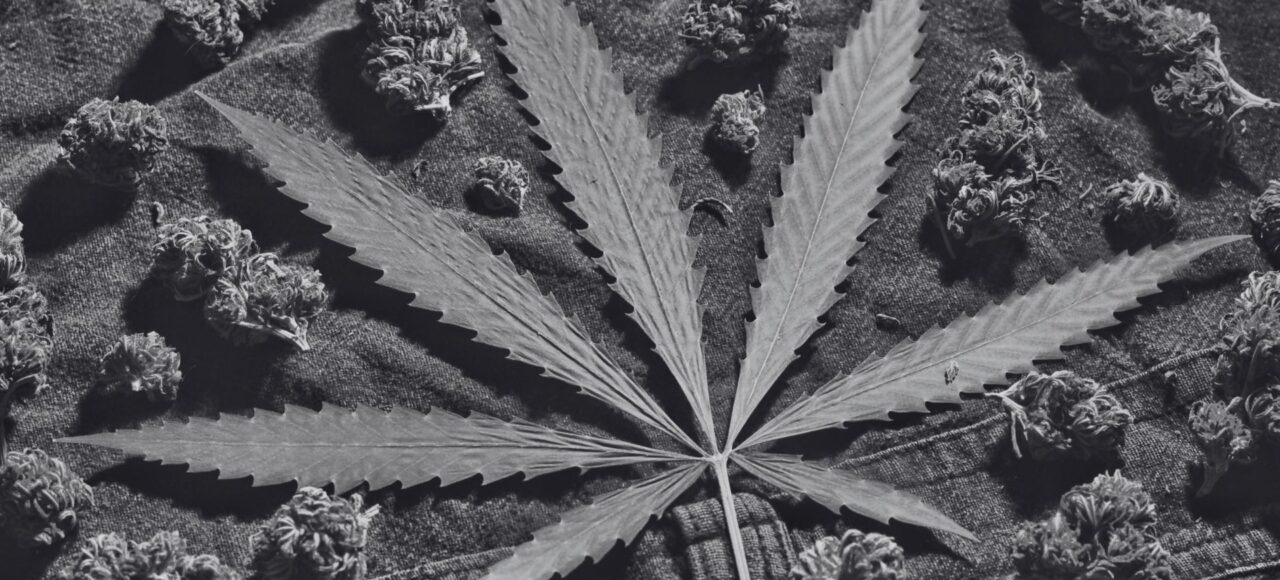 ein Cannabisblatt mit mehreren Blüte