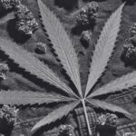 ein Cannabisblatt mit mehreren Blüte