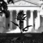 Eine Cannabisjungpflanze - Stecklung