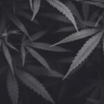 Handeltreiben mit Cannabis Strafverfahren in Rastatt wegen Handeltreiben mit Cannabis