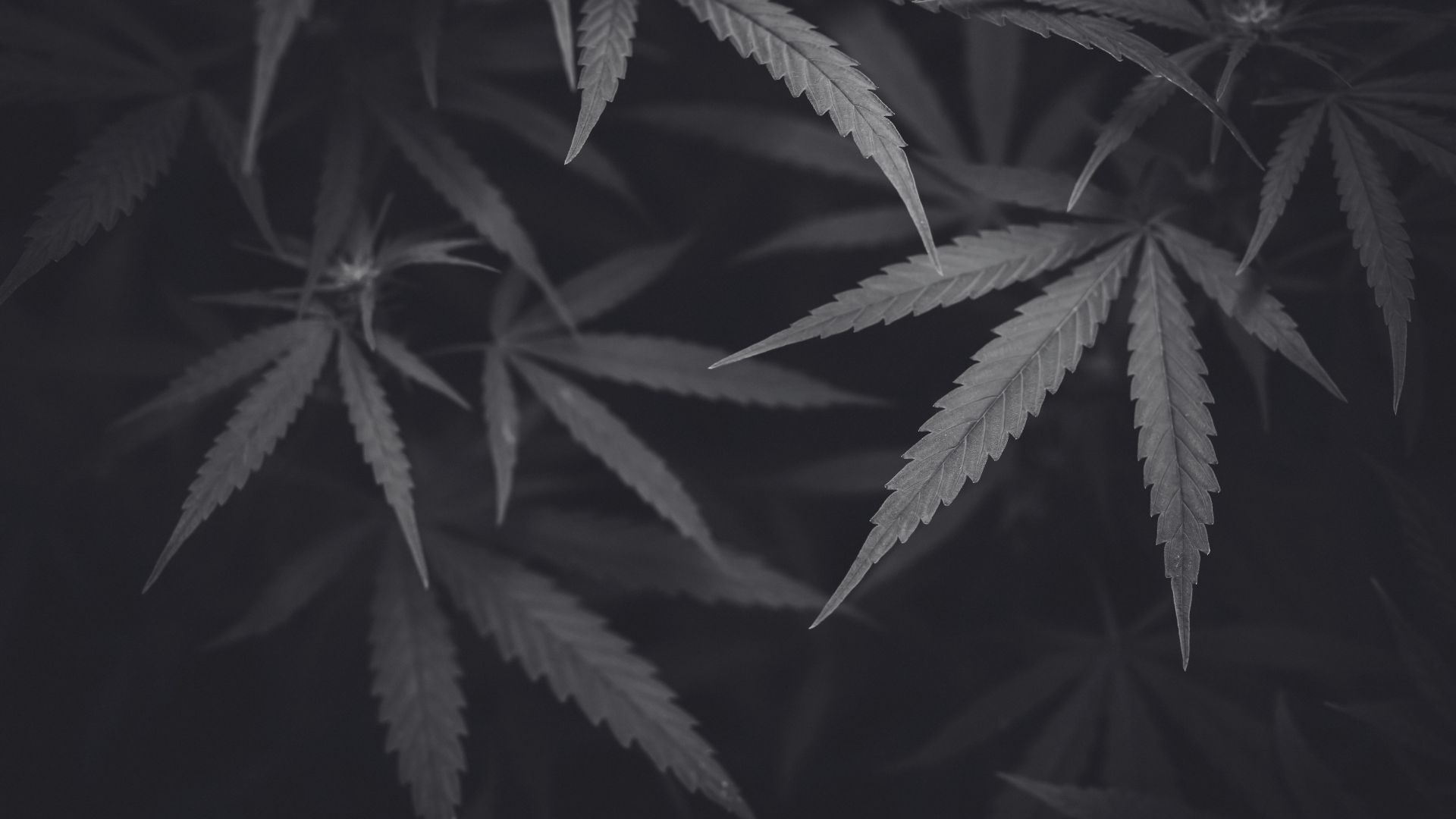 Strafverfahren in Rastatt wegen Handeltreiben mit Cannabis